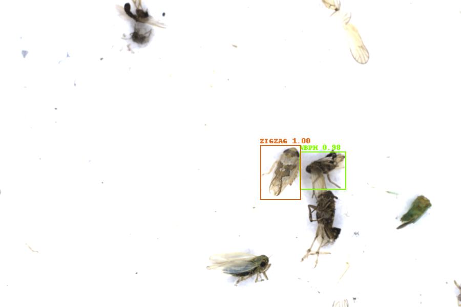 Image 4